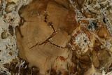 Petrified Wood (Araucaria) Slab - Madagascar #118820-1